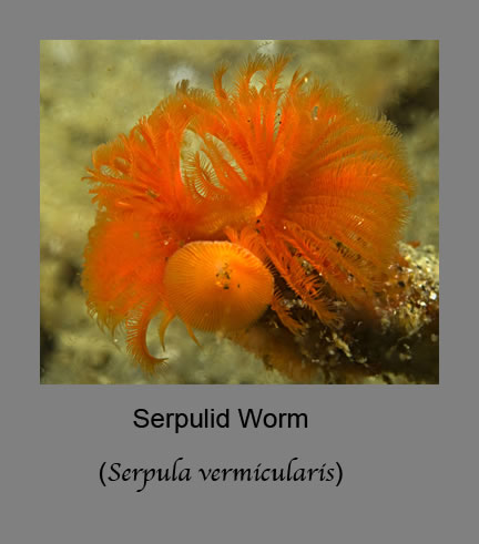 serpulid worms